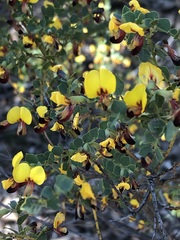 Bossiaea rhombifolia