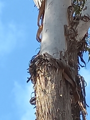 Eucalyptus occidentalis