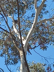 Eucalyptus occidentalis