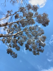 Eucalyptus occidentalis