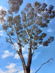 Eucalyptus occidentalis