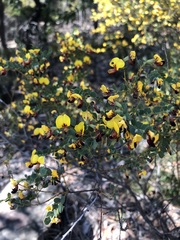 Bossiaea rhombifolia