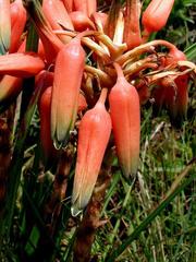 Aloe cooperi image