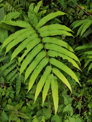 Menisciopsis penangiana