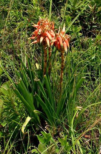 Aloe cooperi Baker