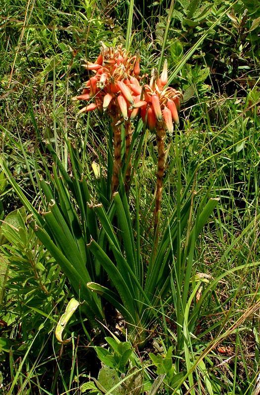 Aloe cooperi
