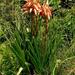 Aloe cooperi - Photo (c) Kate Braun, algunos derechos reservados (CC BY-NC), subido por Kate Braun