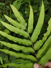 Menisciopsis penangiana