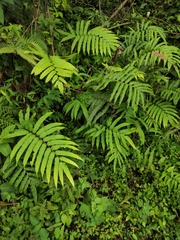 Menisciopsis penangiana