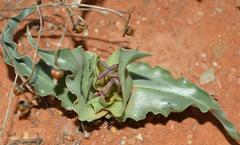 Colchicum circinatum