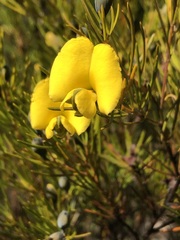 Gompholobium grandiflorum