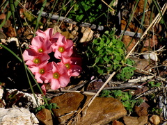 Oxalis convexula