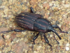 Sphenophorus costipennis