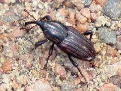 Sphenophorus costipennis