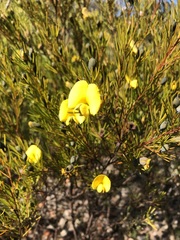Gompholobium grandiflorum