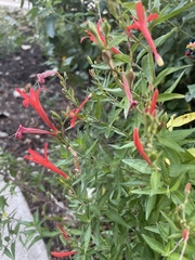 Anisacanthus quadrifidus