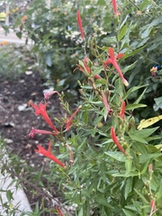 Anisacanthus quadrifidus