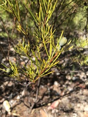 Gompholobium grandiflorum