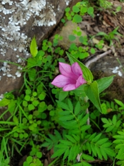 Spigelia scabrella