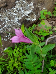 Spigelia scabrella