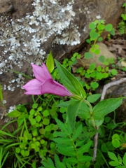 Spigelia scabrella