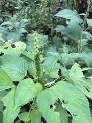 Acalypha polystachya