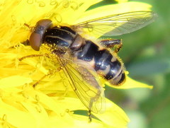 Anasimyia