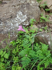 Spigelia scabrella