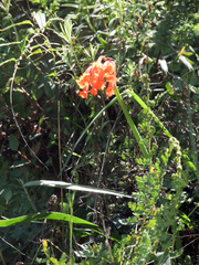 Cyrtanthus epiphyticus