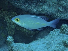 Scolopsis ciliata
