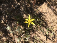 Pauridia serrata serrata