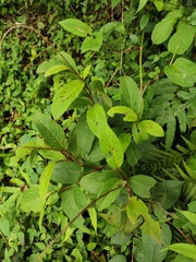 Persicaria filiformis
