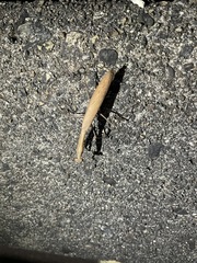 Statilia maculata