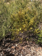 Gompholobium grandiflorum
