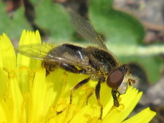 Anasimyia bilinearis