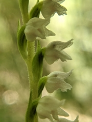 Goodyera nankoensis