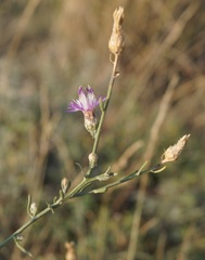 Centaurea caprina