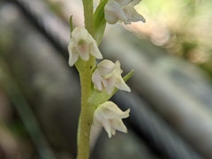 Goodyera nankoensis