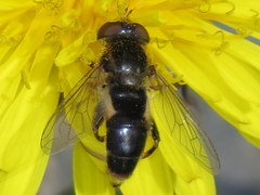 Anasimyia bilinearis