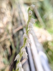 Goodyera nankoensis