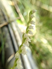 Goodyera nankoensis