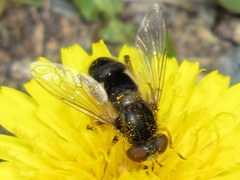 Anasimyia bilinearis