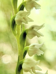 Goodyera nankoensis