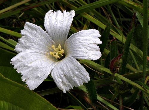 Monsonia attenuata