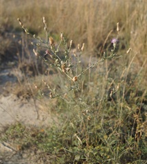Centaurea caprina