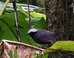 Myrmoborus leucophrys