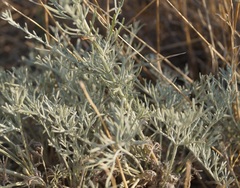 Artemisia santonicum