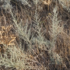 Artemisia santonicum