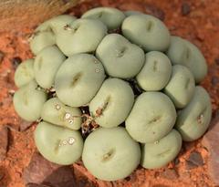 Conophytum wettsteinii