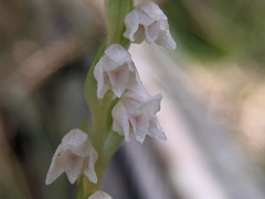 Goodyera nankoensis